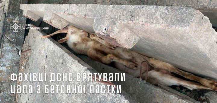 ​На Житомирщині цап застряг між бетонними плитами
